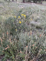 Hymenothrix dissecta