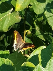 Charaxes jasius