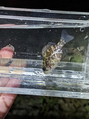 Ambloplites rupestris