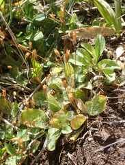 Erythranthe primuloides