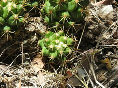 Coryphantha octacantha