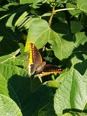 Charaxes jasius