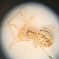 Theridion