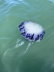 Chrysaora colorata