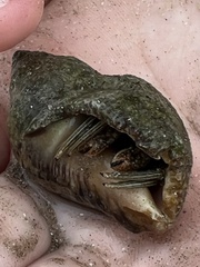 Clibanarius vittatus