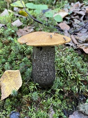 Leccinum versipelle