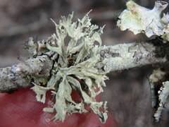 Ramalina americana