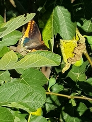 Charaxes jasius