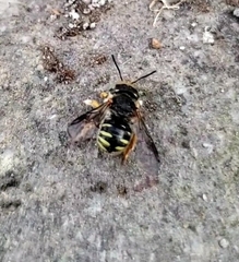 Anthidium oblongatum