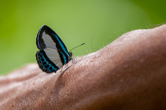 Psychonotis caelius