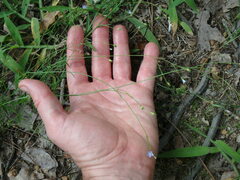 Wahlenbergia marginata