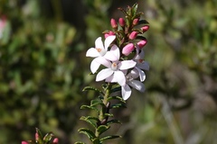 Philotheca buxifolia