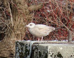 Larus argentatus