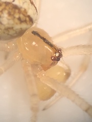 Theridion