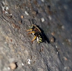 Anthidium oblongatum