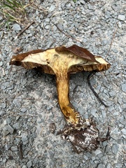 Suillus clintonianus