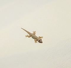 Hemidactylus platyurus