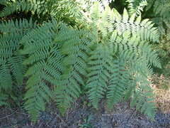 Pteridium