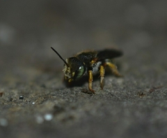 Anthidium oblongatum