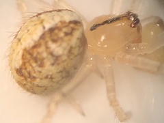 Theridion