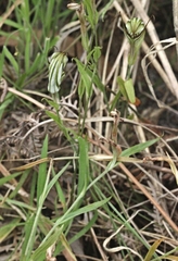 Pterostylis striata