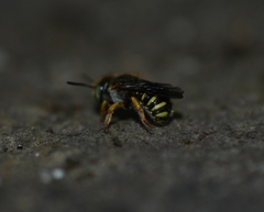 Anthidium oblongatum