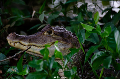 Caiman crocodilus fuscus