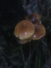 Flammulina velutipes