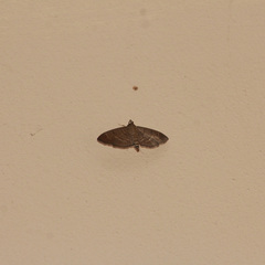 Herpetogramma semilaniata