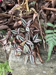 Tradescantia zebrina