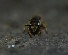 Anthidium oblongatum