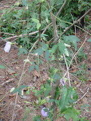 Centrosema virginianum