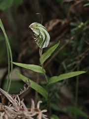 Pterostylis striata
