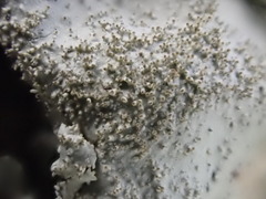 Parmotrema tinctorum