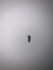 Hemicrepidius nemnonius