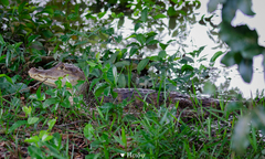 Caiman crocodilus fuscus