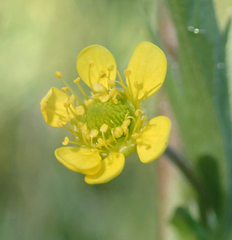 Geum macrophyllum