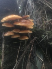 Flammulina velutipes