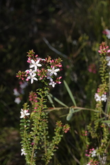 Philotheca buxifolia