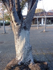 Parmotrema tinctorum