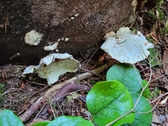 Fuscopostia fragilis