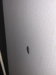 Hemicrepidius nemnonius