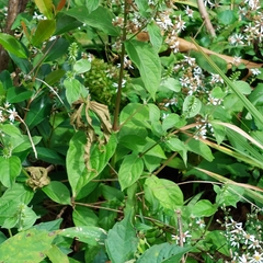 Achyranthes japonica