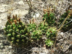 Coryphantha octacantha