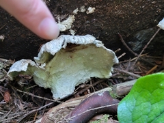 Fuscopostia fragilis