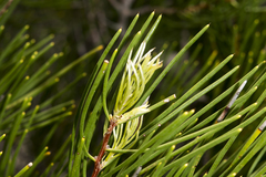 Hakea
