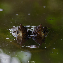 Caiman crocodilus fuscus