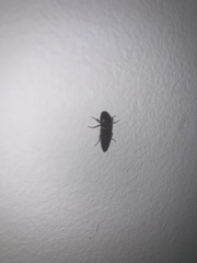 Hemicrepidius nemnonius