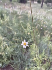 Cosmos parviflorus