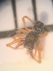 Argyrodes elevatus